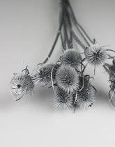 cardistella flowers UK