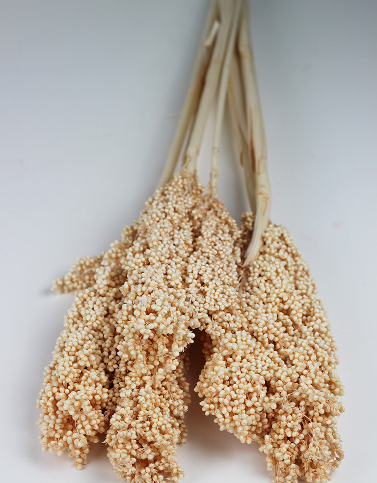 Dried Sorghum Bunch
