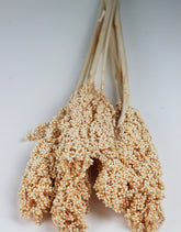 Dried Sorghum Bunch