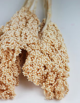 Peach Sorghum Bunch