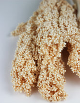 Dried Sorghum stems UK