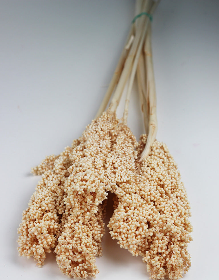 Dried Sorghum