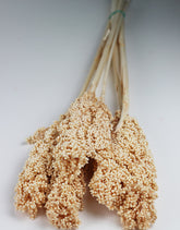 Dried Sorghum