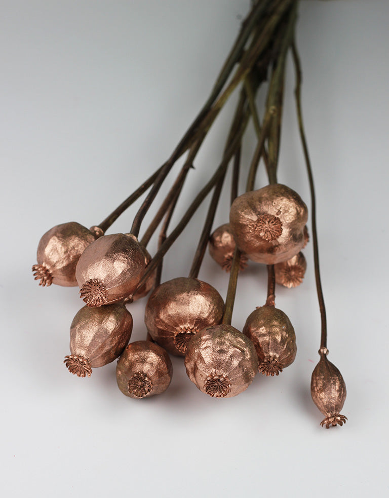 dried poppy heads