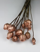 dried poppy heads