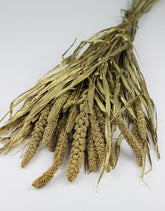 Dried Setaria Bunch