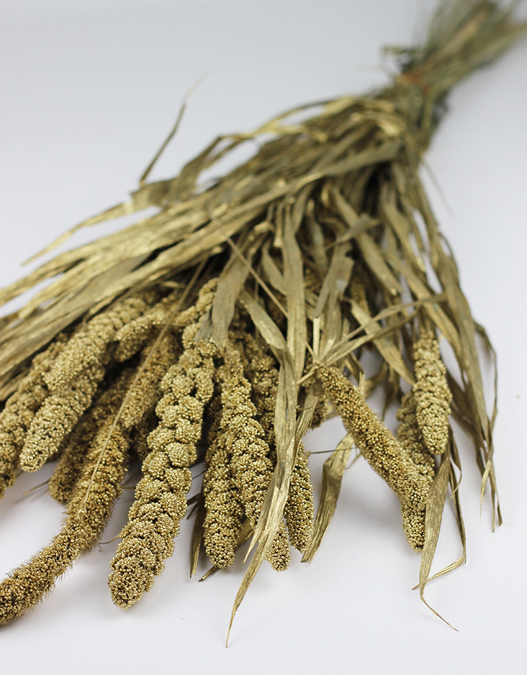 bulk dried flowers - setaria