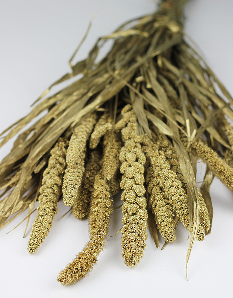 setaria flowers UK