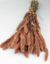 Dried Setaria Bunch, Copper