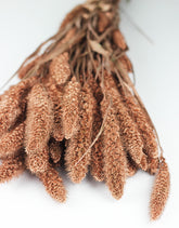 dried setaria flowers copper bunch