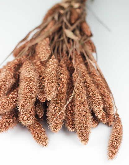 dried setaria flowers copper bunch