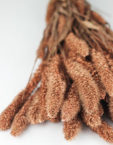 copper setaria flowers bunch