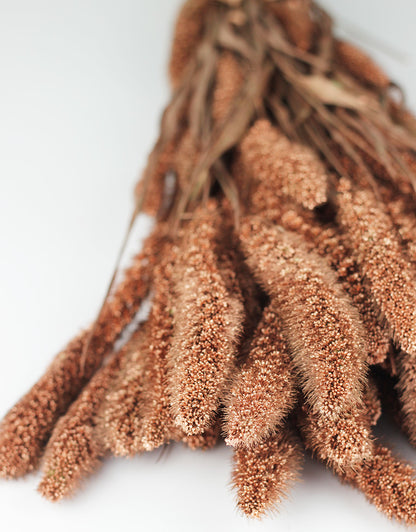 copper setaria flowers bunch