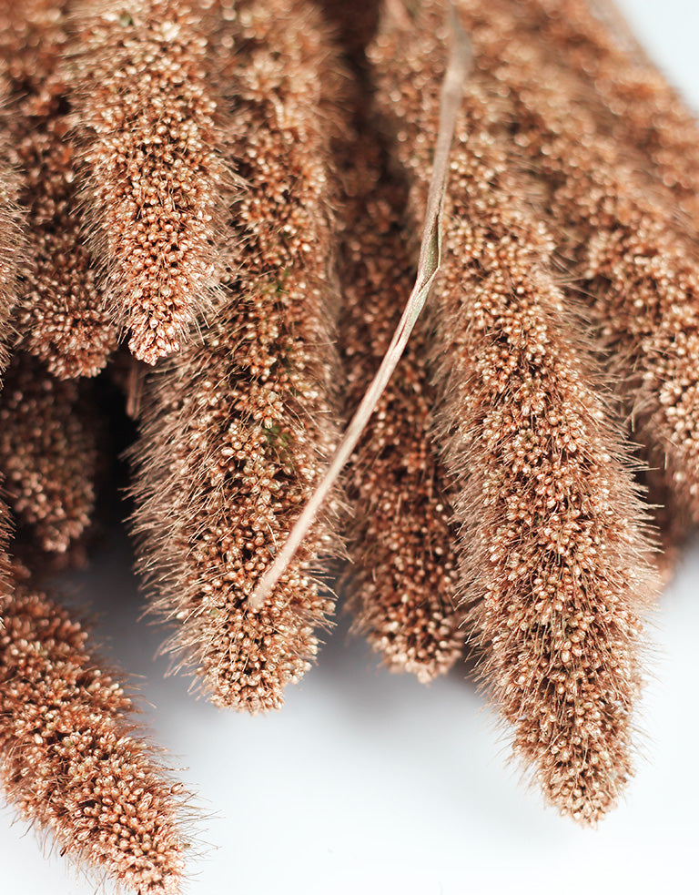 Dried Setaria flowers