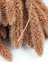 Dried Setaria flowers