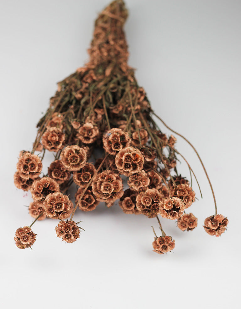 Copper Bunch of Dried Scabiosa l Wholesale Dried Flowers UK Dried