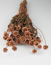 Dried Scabiosa Bunch, Copper
