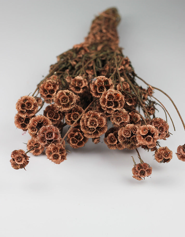 Copper Bunch of Dried Scabiosa l Wholesale Dried Flowers UK Dried