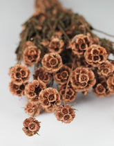 Scabiosa flowers UK