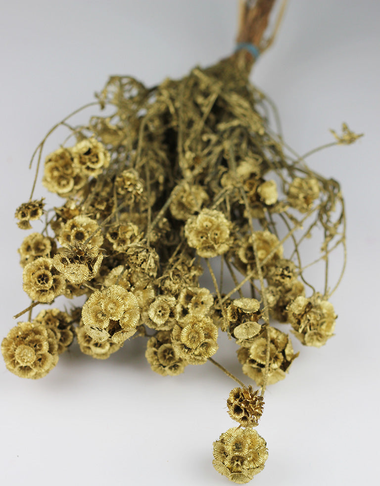 Dried Scabiosa Bunch, Gold