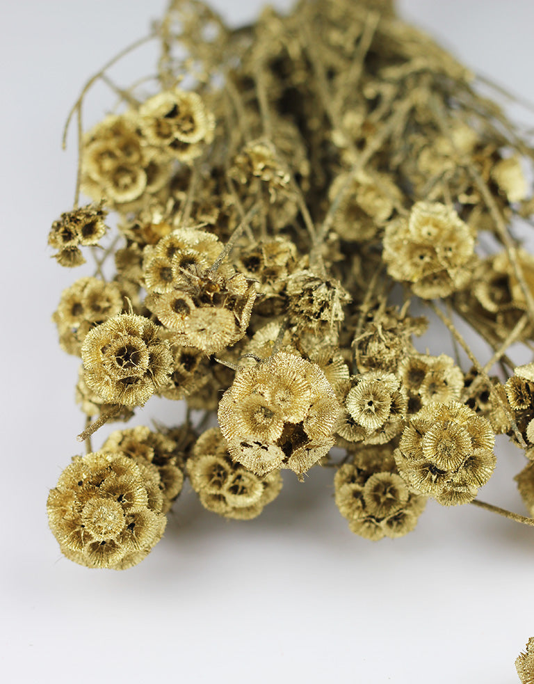 Dried Scabiosa flowers 