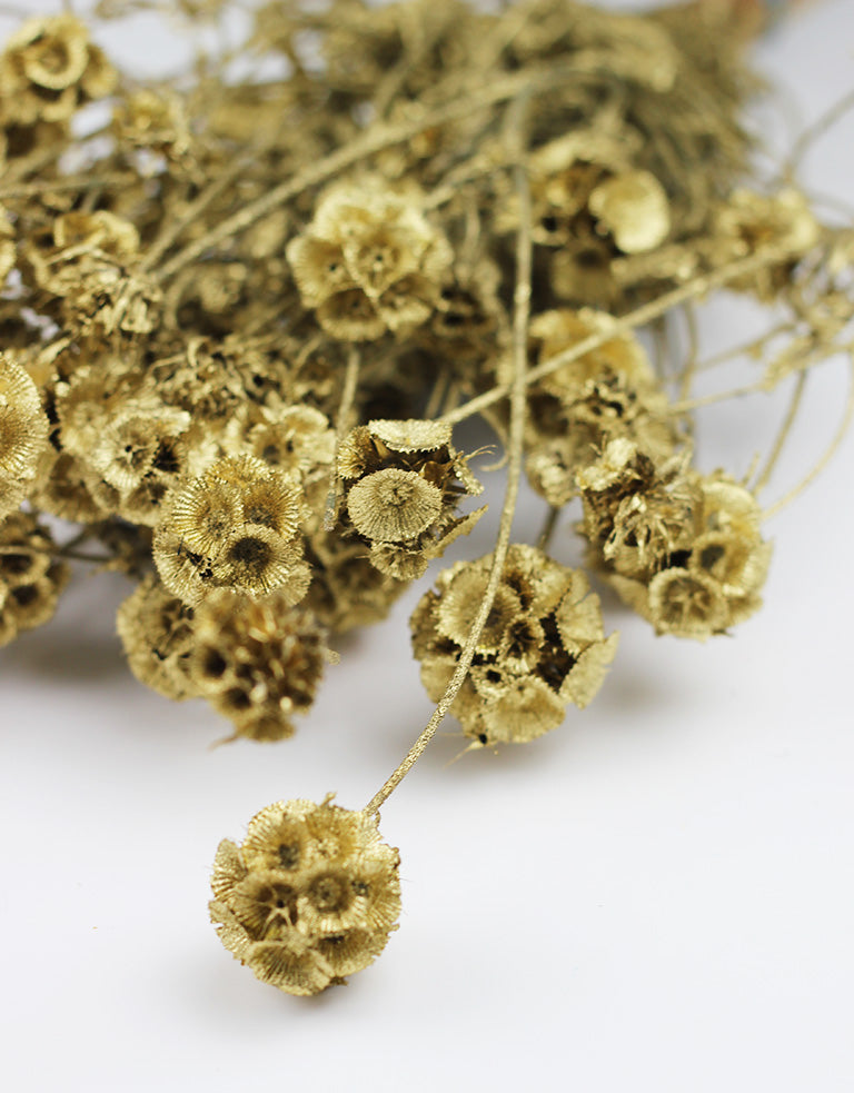 golden Dried Scabiosa 