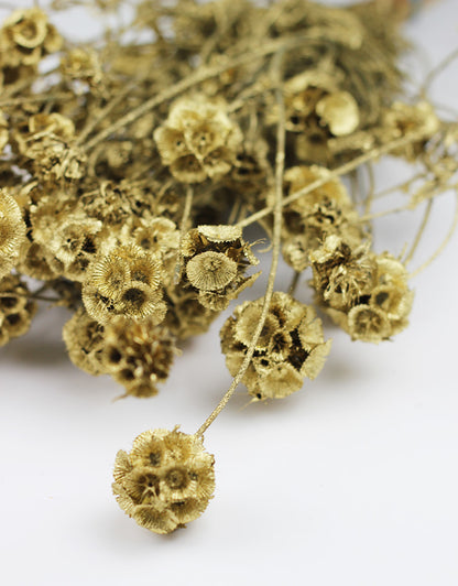 golden Dried Scabiosa 