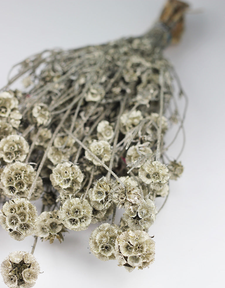 Dried Scabiosa flowers