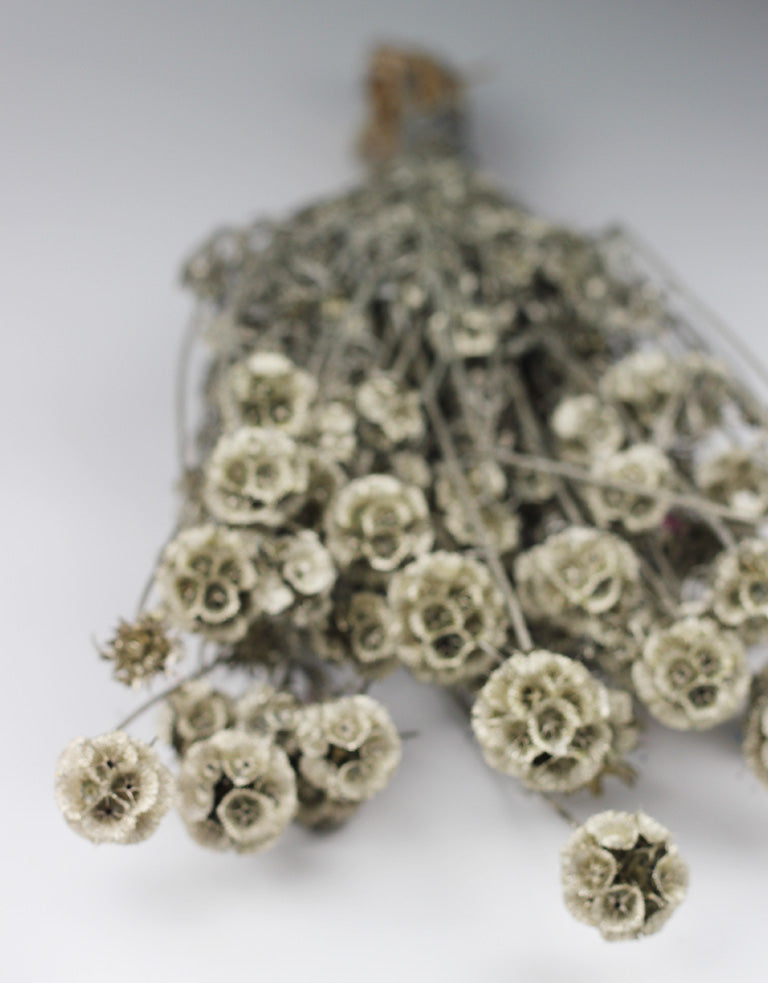 Dried Scabiosa Bunch