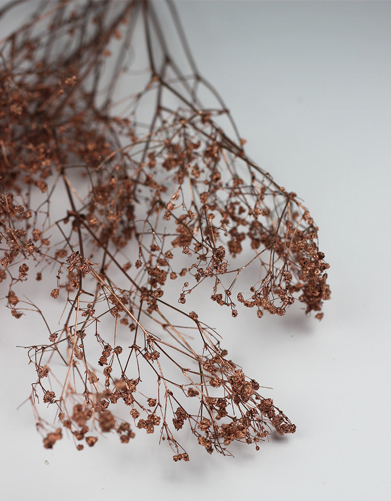 copper dried gypsophila