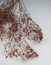 copper dried gypsophila