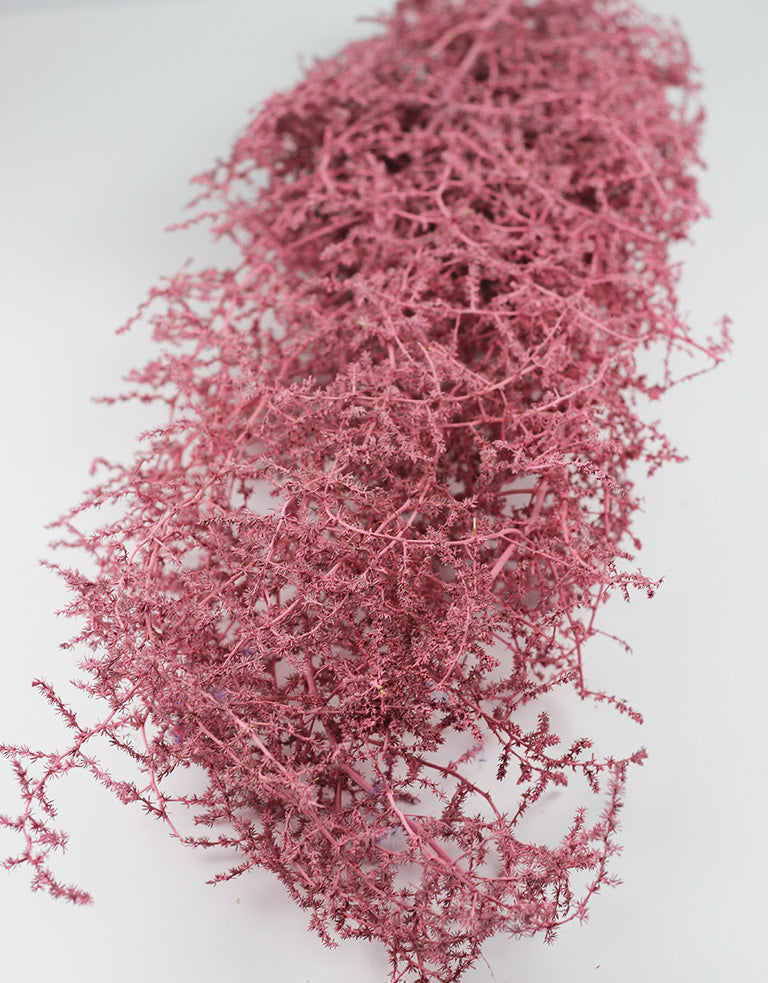 Dried Asparagus - Pink Bunch, 75 cm – Dried Flowers Decor
