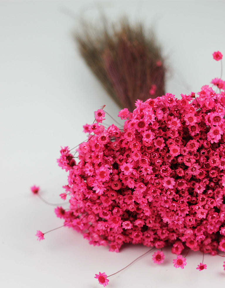 Pink Star Flower Glixia