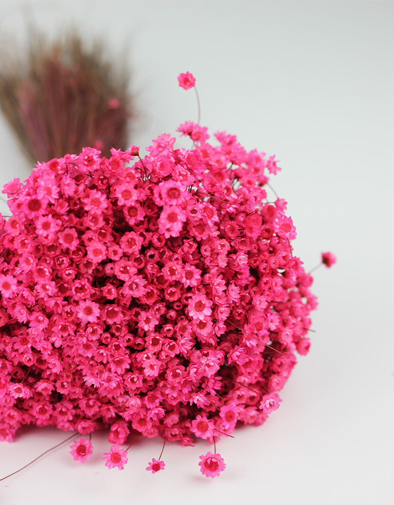 Dried Star Flower 