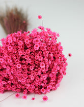 Dried Star Flower 
