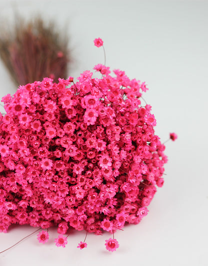 Dried Star Flower 