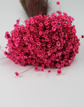 Pink Dried Flowers UK