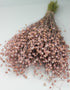 Dried Lino Vlas