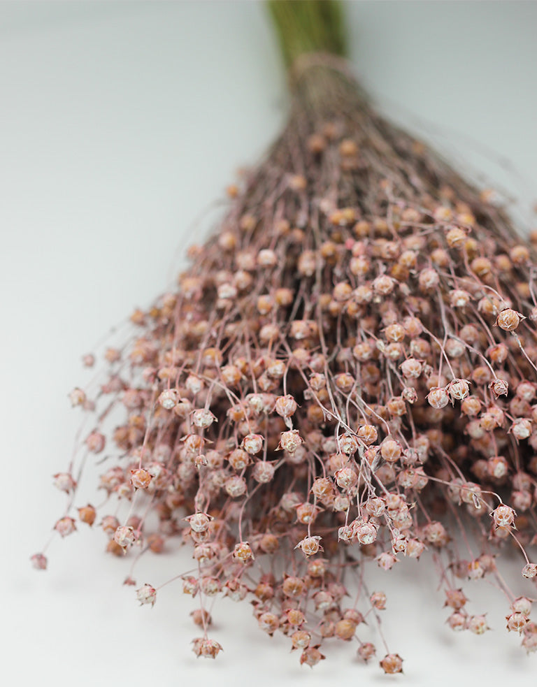 Pink Dried Lino Vlas