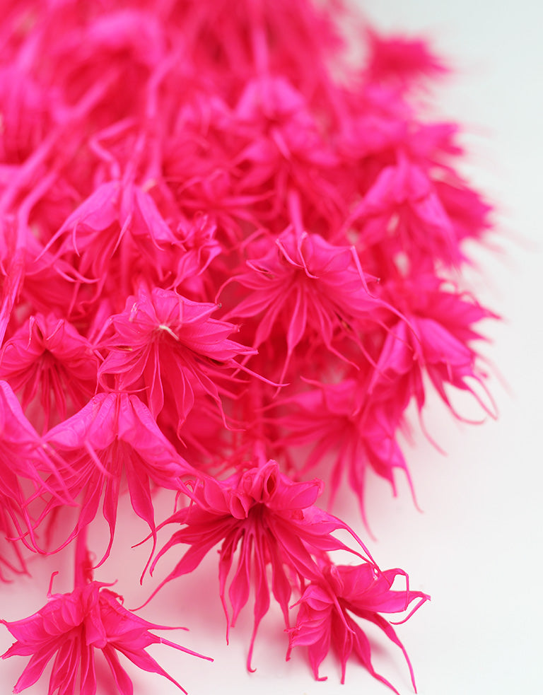 pink dried flowers UK