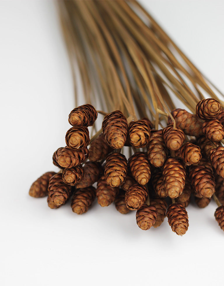 Dried Acacia Bunch