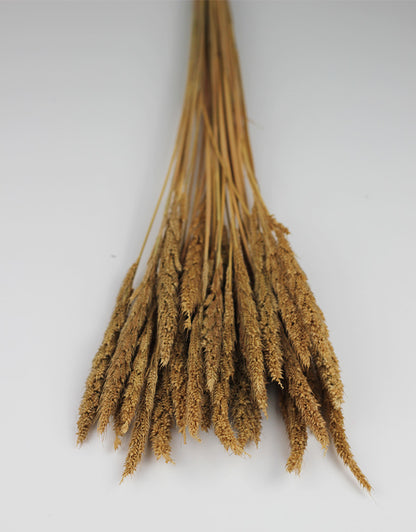 Dried Pinion Grass bunch, Natural, 60 cm