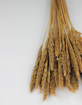 Dried Pinion Grass bunch