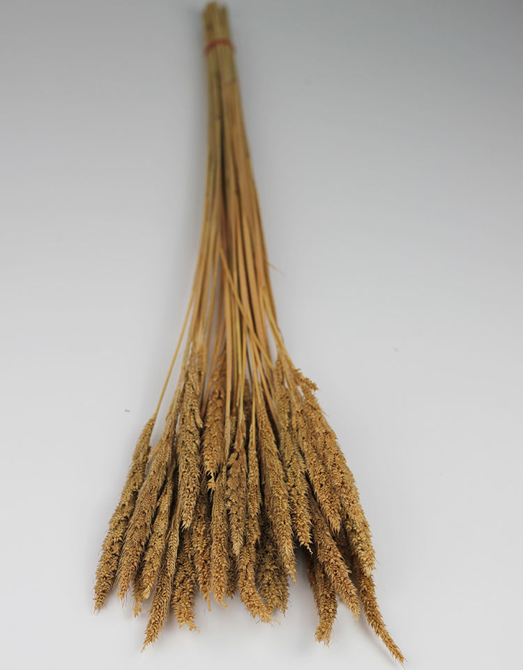 Buy Dried Flowers Online in UK Leading Dried Flowers Suppliers Page