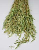 Green Dried Oat Avena Bunch