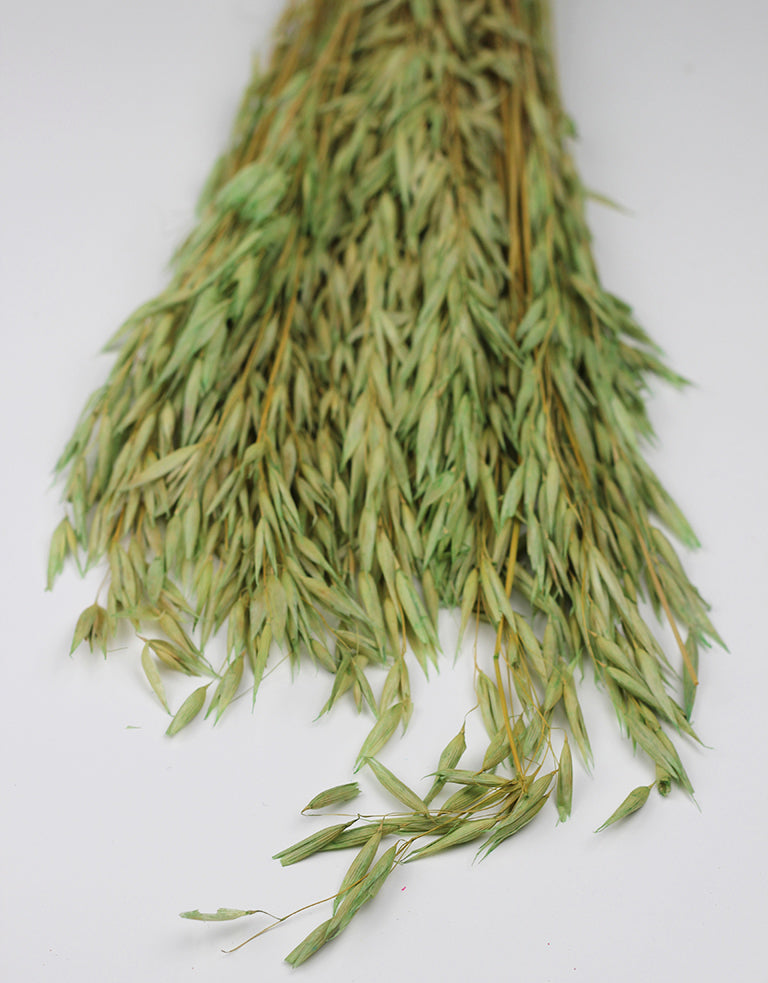 Green Dried Oat Avena Bunch