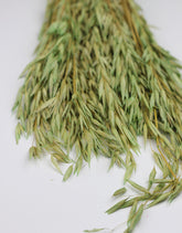 Dried Oat Avena green Bunch