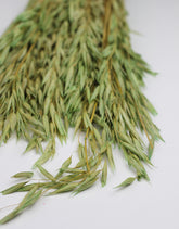 Green Oat Avena Bunch