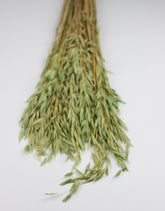 green oats bunch