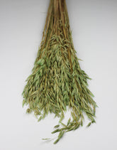 Dried Oat Avena Bunch
